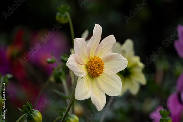 Fototapeta ダリア