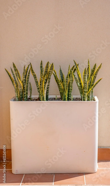 Fototapeta Plants in a pot