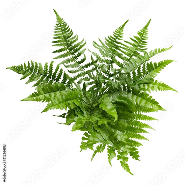 Obraz Fern leaf isolated on transparent background, Ornamental foliage, close up, Green fern leaves isolated over white background, woodland forest fern, botanical design. generative ai