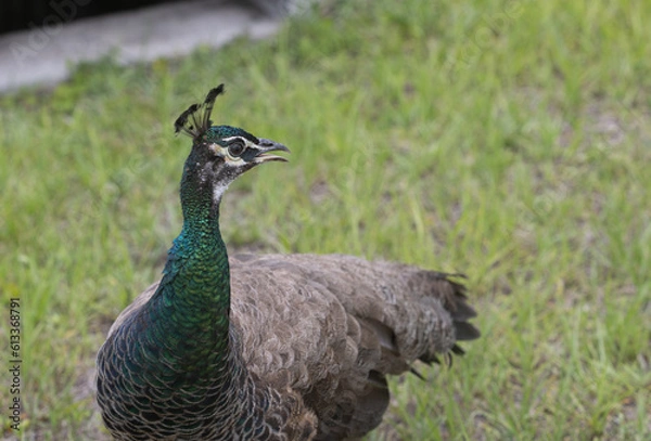 Obraz peacock in the grass