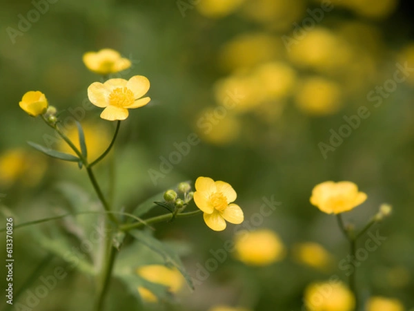 Obraz キンポウゲ