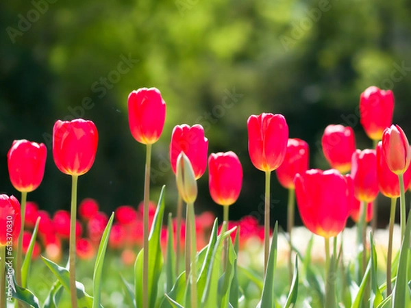 Obraz 赤いチューリップ