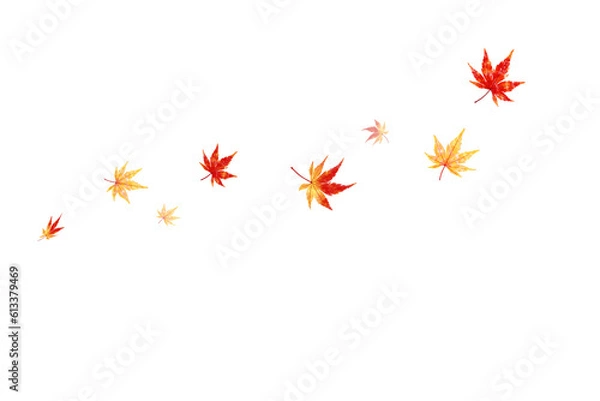 Fototapeta 舞うカエデ、水彩タッチ、質感のあるイラスト、透明の背景