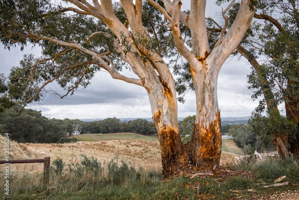 Obraz Australian Landscape