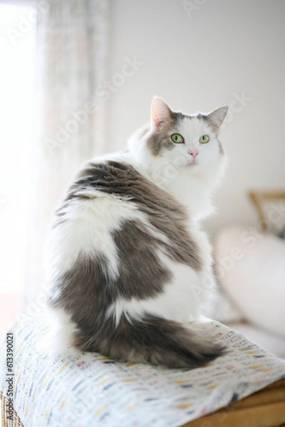 Fototapeta 家の中で小さい棚の上に座っている白猫