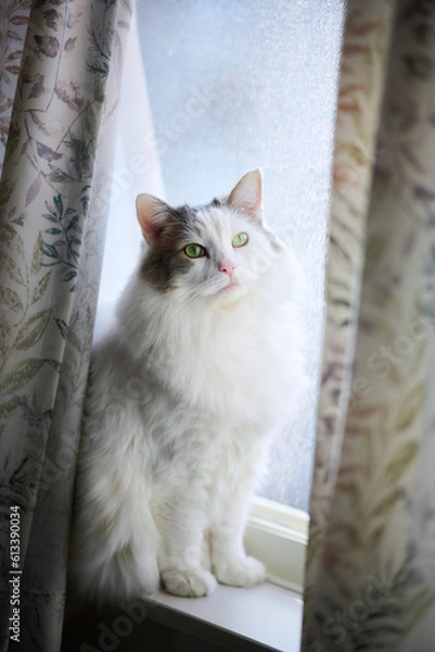 Obraz 窓際に座っている白猫