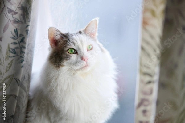 Obraz 窓際に座っている白猫