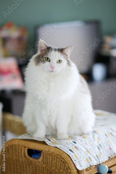 Obraz 家の中で小さい棚の上に座っている白猫