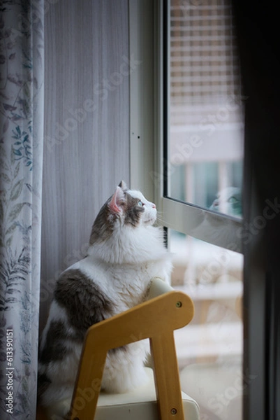 Obraz 窓の隣の椅子に立っている白猫