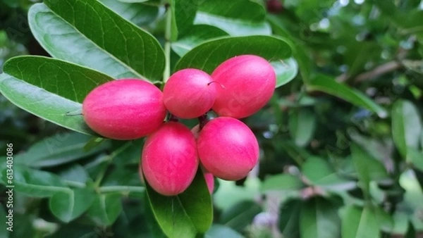 Obraz plums on the tree