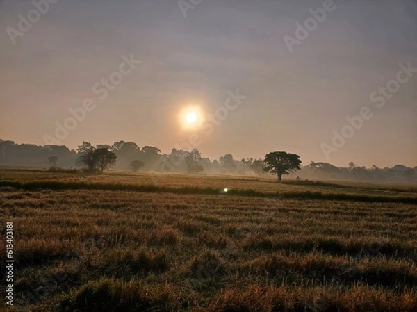 Fototapeta sunset over the field