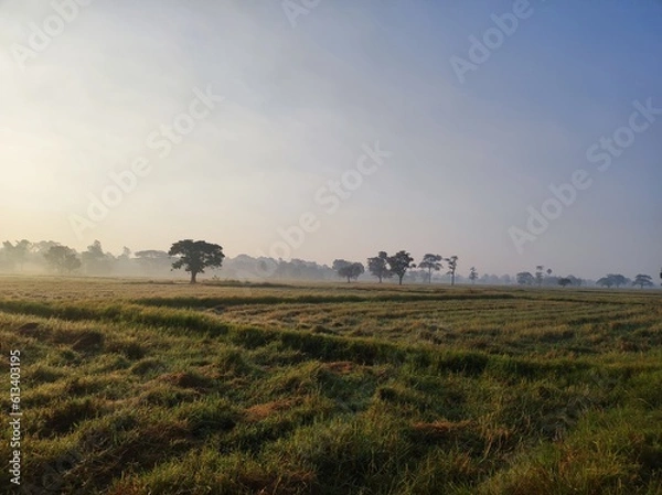 Obraz tractor in field