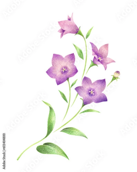 Fototapeta 紫色の桔梗の花1　手描き色鉛筆画