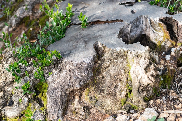Obraz Regrowth on an olive tree stump. Young green shoots emerging from a cut olive tree.