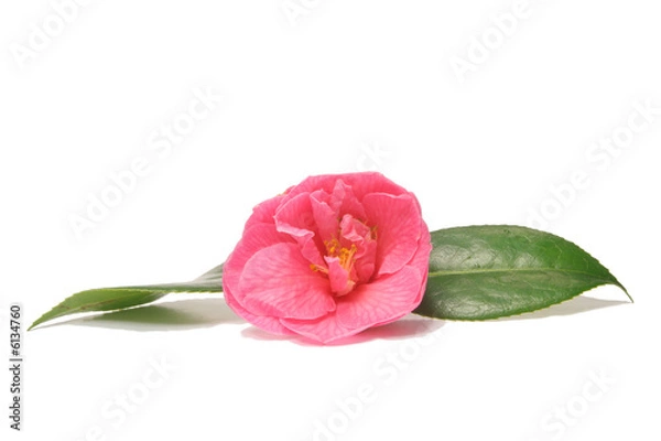 Fototapeta Camellia flower