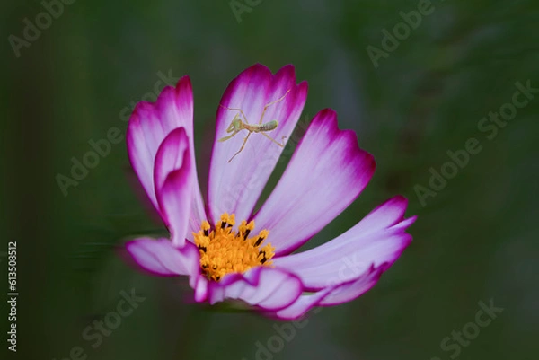 Obraz 코스모스와 사마귀