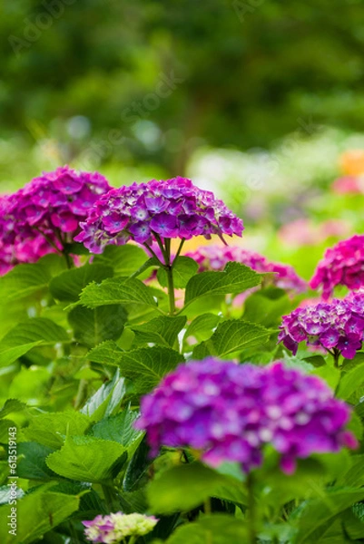 Obraz 初夏に咲く紫陽花