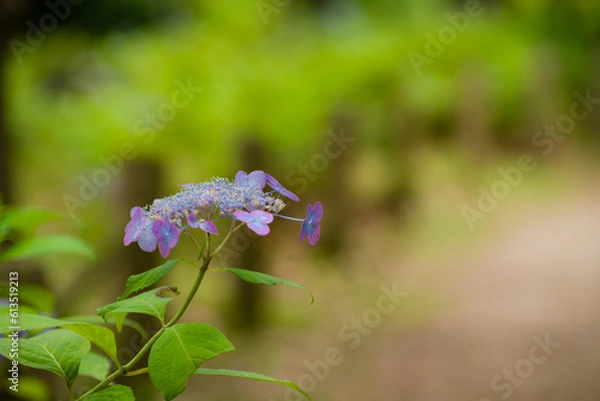 Obraz 初夏に咲く紫陽花