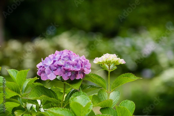 Obraz 初夏に咲く紫陽花