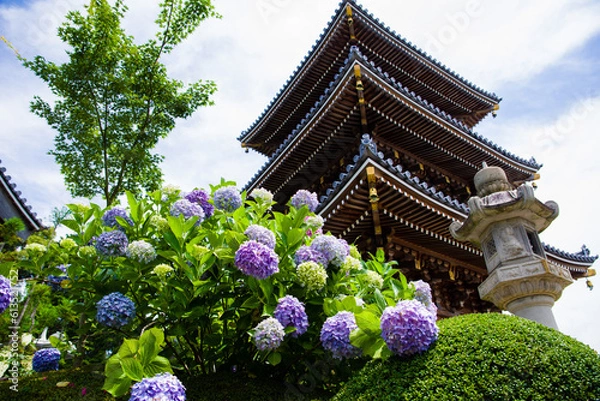 Obraz 長慶寺（大阪府泉南市）の紫陽花