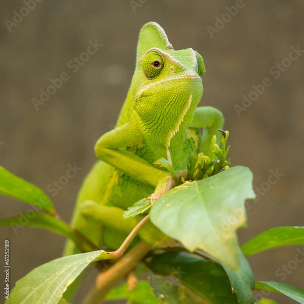 Fototapeta Grün gefärbtes Chamäleon