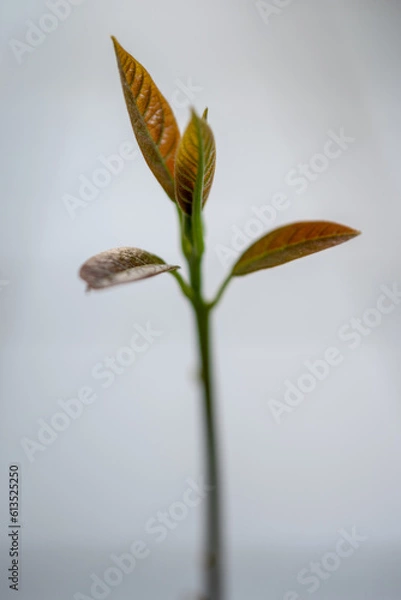 Fototapeta Avocado sprout, first few leaves, close-up