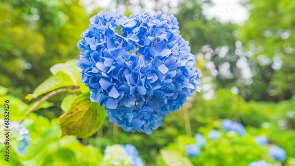 Obraz hydrangea アジサイ 紫陽花