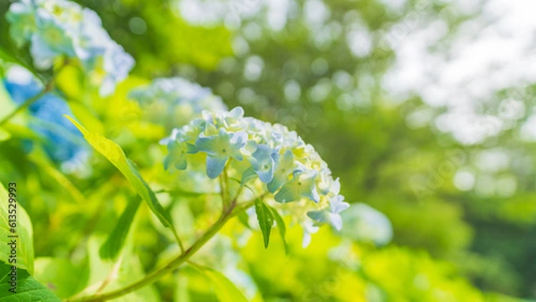 Obraz hydrangea アジサイ 紫陽花