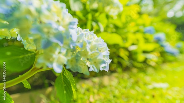 Obraz hydrangea アジサイ 紫陽花