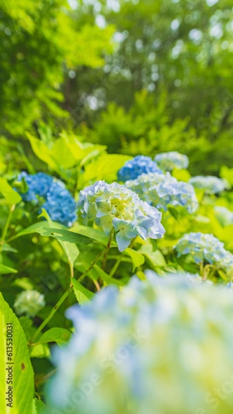 Obraz hydrangea アジサイ 紫陽花