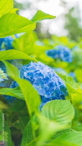 Obraz hydrangea アジサイ 紫陽花