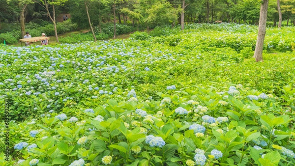 Obraz hydrangea アジサイ 紫陽花