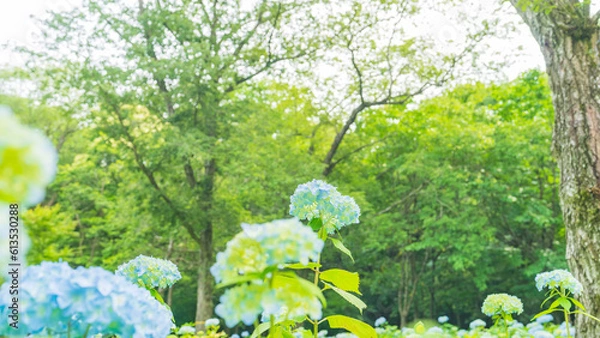 Obraz hydrangea アジサイ 紫陽花