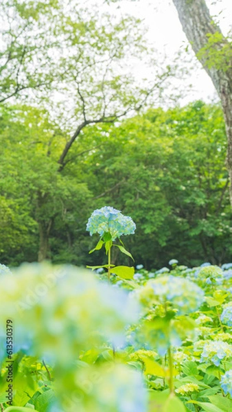 Obraz hydrangea アジサイ 紫陽花