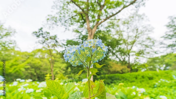 Obraz hydrangea アジサイ 紫陽花