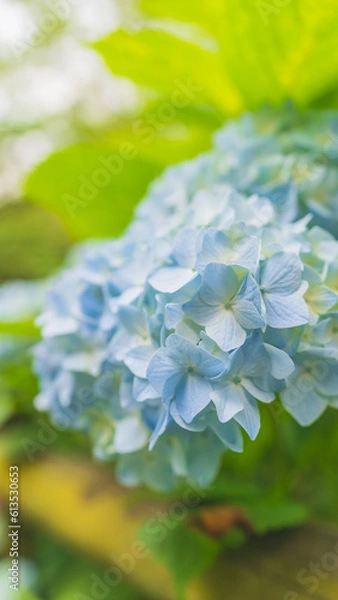 Obraz hydrangea アジサイ 紫陽花