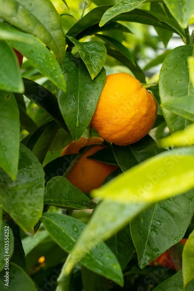 Fototapeta Zitrusfrüchte