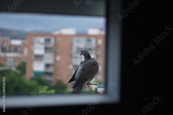 Obraz 町で暮らすハトの夕暮れ