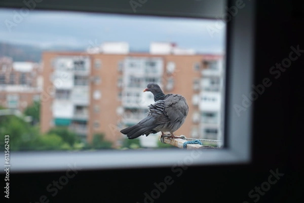 Obraz 町で暮らすハトの夕暮れ