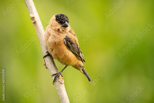 Fototapeta Caboclinho (macho)