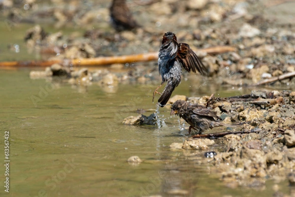 Fototapeta Passer montanus - Vrabie de camp - Eurasian tree sparrow