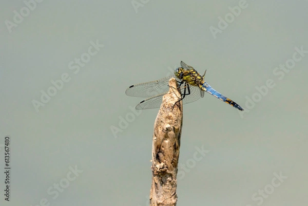 Fototapeta Orthetrum cancellatum