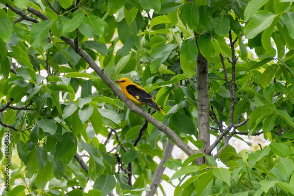 Obraz Oriolus oriolus - Grangur