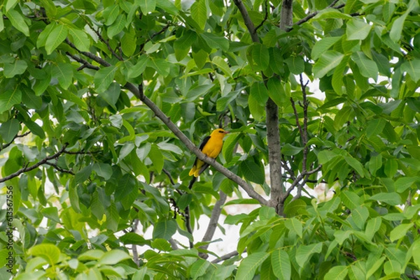 Obraz Oriolus oriolus - Grangur