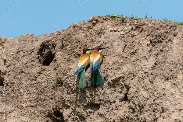 Obraz European bee-eater