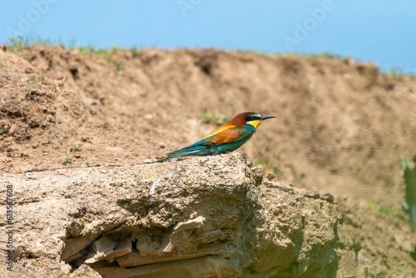 Obraz European bee-eater