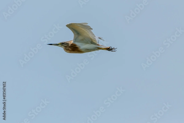 Obraz Squacco heron