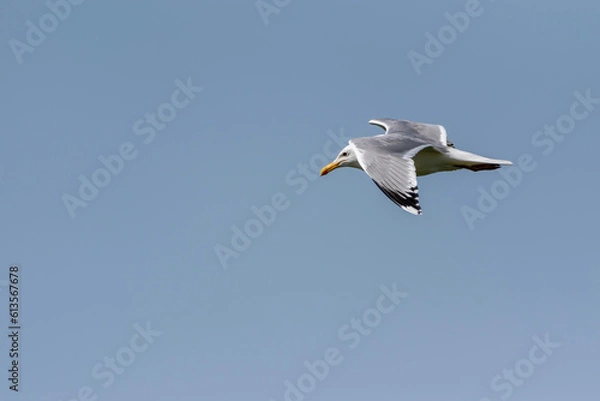 Fototapeta Larus cachinnans - Pescarus pontic - Caspian gull