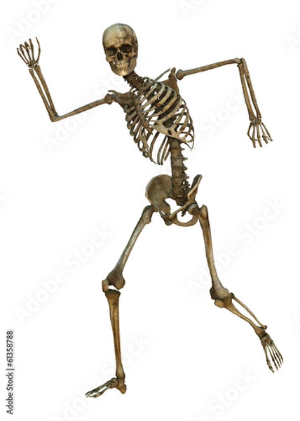 Fototapeta Male Skeleton