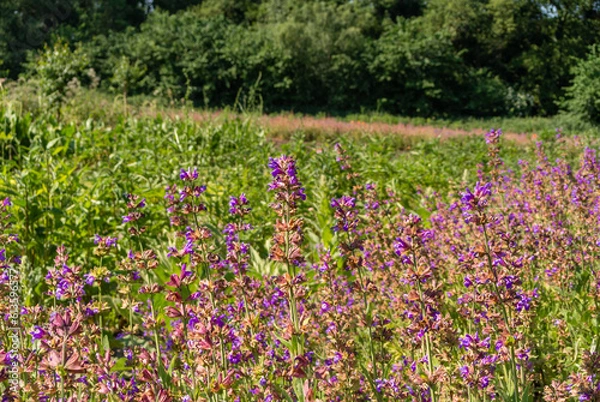 Fototapeta Botanic Gardens